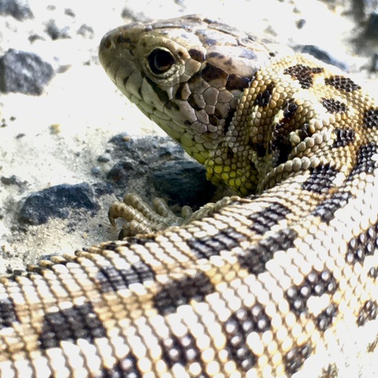 Sand lizard: Animal in habitat Road or Transportation in the NatureSpots App