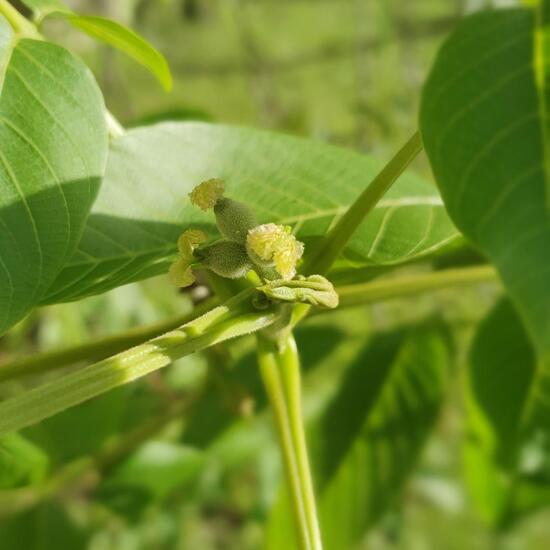 Echte Walnuss: Pflanze im Habitat Garten in der NatureSpots App