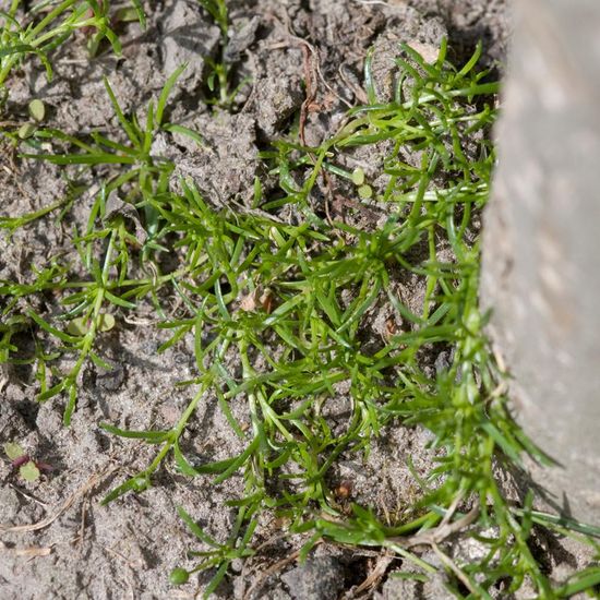 Niederliegendes Mastkraut: Pflanze im Habitat Garten in der NatureSpots App