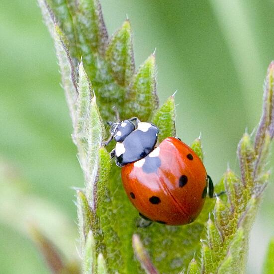 Coccinella septempunctata: Animal in habitat Agricultural meadow in the NatureSpots App