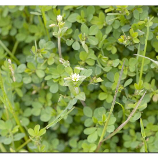 Mouse-ear chickweed: Plant in habitat Buffer strip in the NatureSpots App