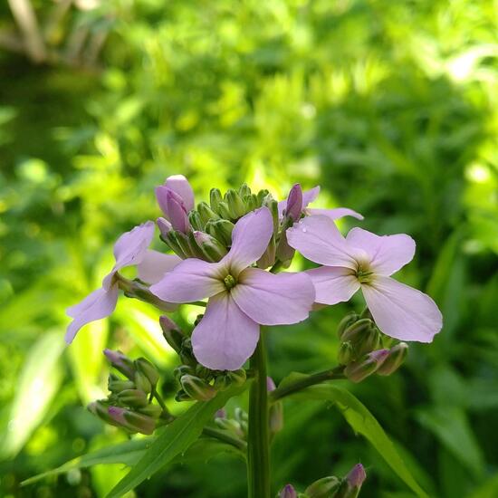 Hesperis matronalis: Pflanze im Habitat Garten in der NatureSpots App