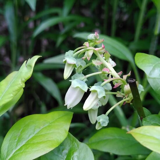 Vaccinium myrtillus: Plant in habitat Garden in the NatureSpots App