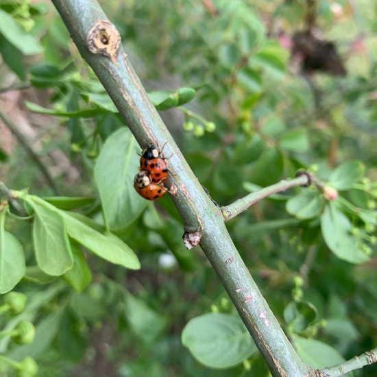 Marienkäfer: Tier in der Natur in der NatureSpots App