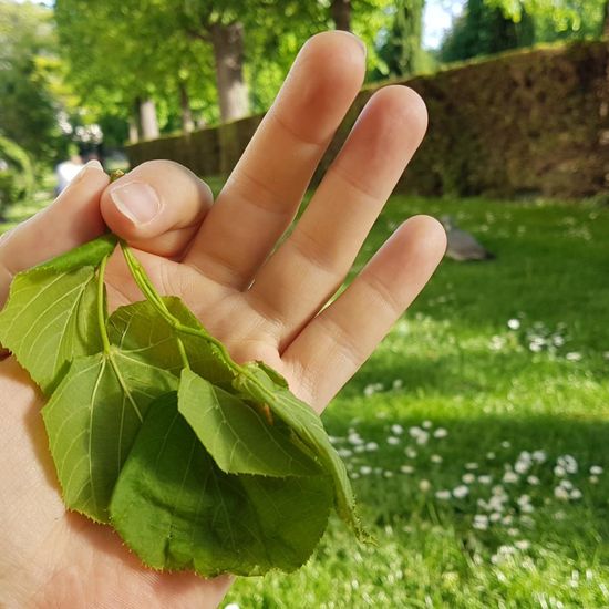 Tilia platyphyllos: Plant in habitat Park in the NatureSpots App