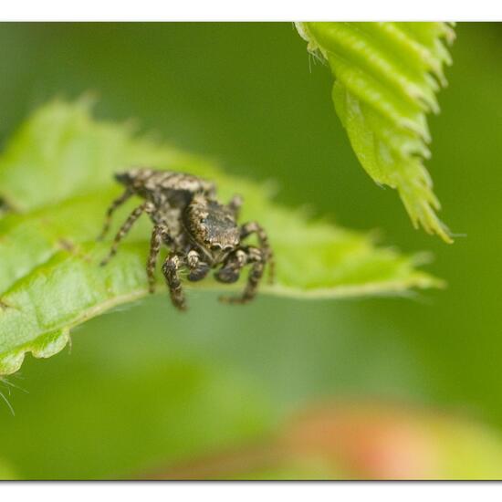 Rindenspringspinne: Tier im Habitat Garten in der NatureSpots App