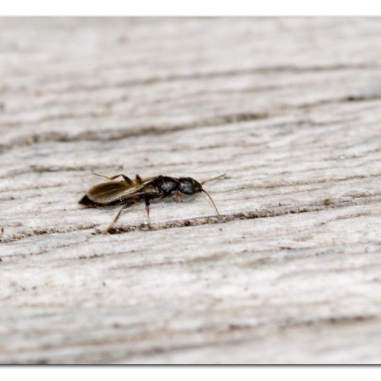 Bethylus boops: Tier im Habitat Garten in der NatureSpots App