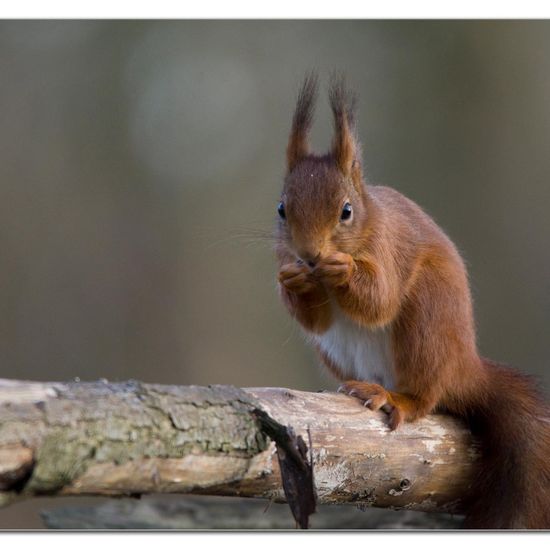 Red Squirrel: Animal in habitat Backyard in the NatureSpots App