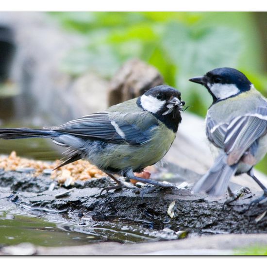 Great Tit: Animal in habitat Backyard in the NatureSpots App