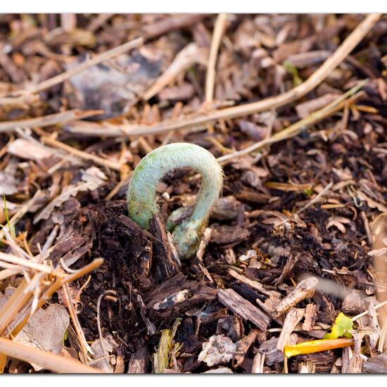 Pteridium aquilinum: Plant in habitat Forest in the NatureSpots App