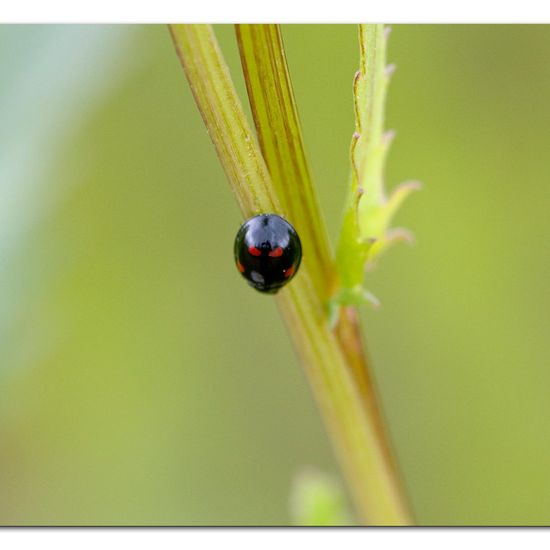 Harmonia axyridis: Animal in habitat Buffer strip in the NatureSpots App