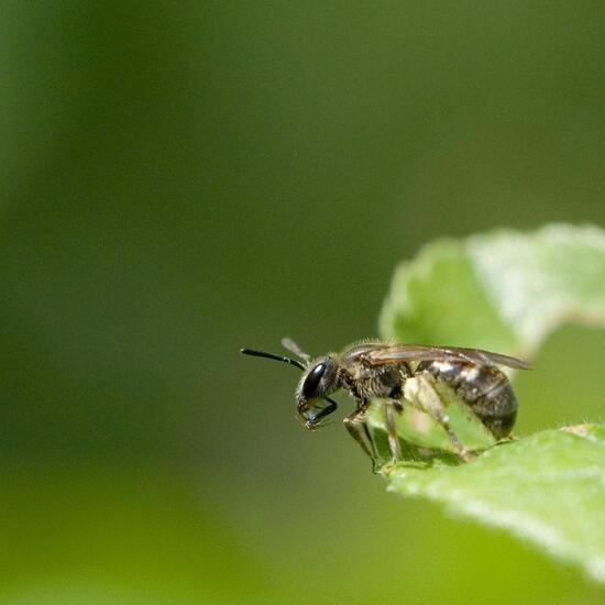 Eine unbekannte Art: Tier im Habitat Grasland und Büsche in der NatureSpots App