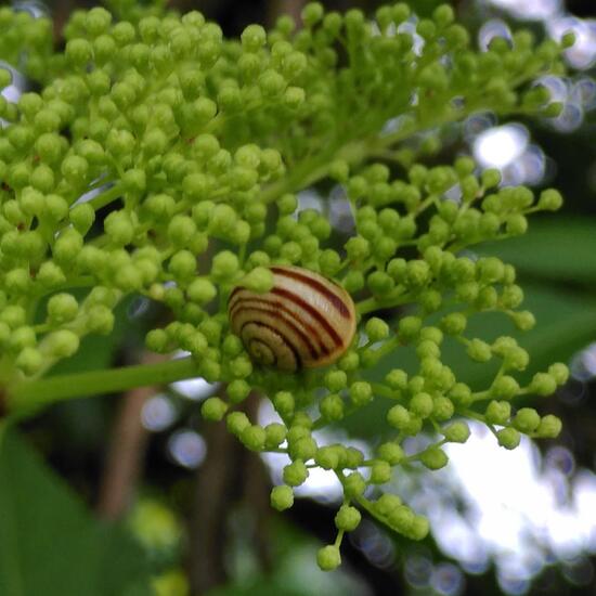 White-lipped snail: Animal in habitat Buffer strip in the NatureSpots App