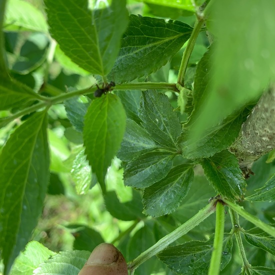 Ameisen: Tier im Habitat Garten in der NatureSpots App