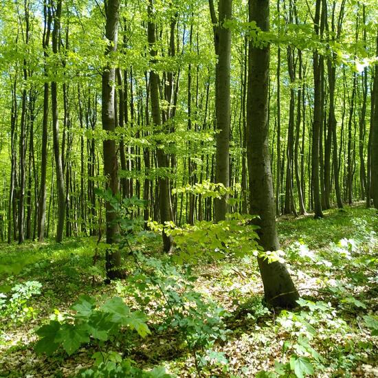 Landschaft: Wald im Habitat Wald der gemäßigten Breiten in der NatureSpots App