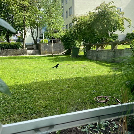 Corvus: Animal in habitat Backyard in the NatureSpots App