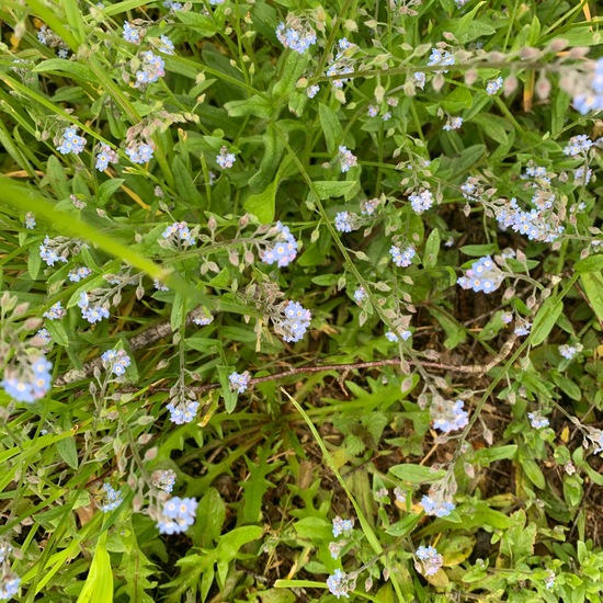 Field forget-me-not: Plant in nature in the NatureSpots App