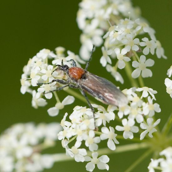 Bibio hortulanus: Tier im Habitat Strasse/Verkehr in der NatureSpots App