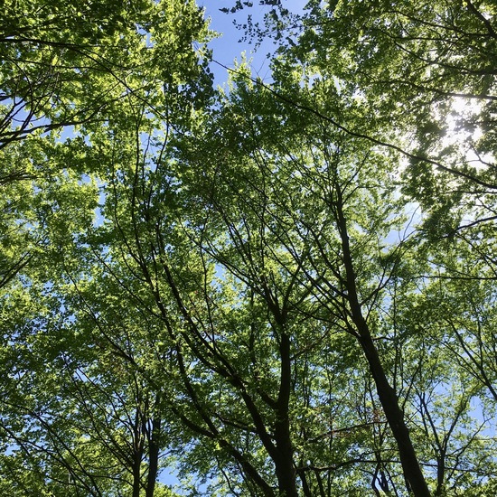 Hainbuche: Pflanze im Habitat Wald der gemäßigten Breiten in der NatureSpots App