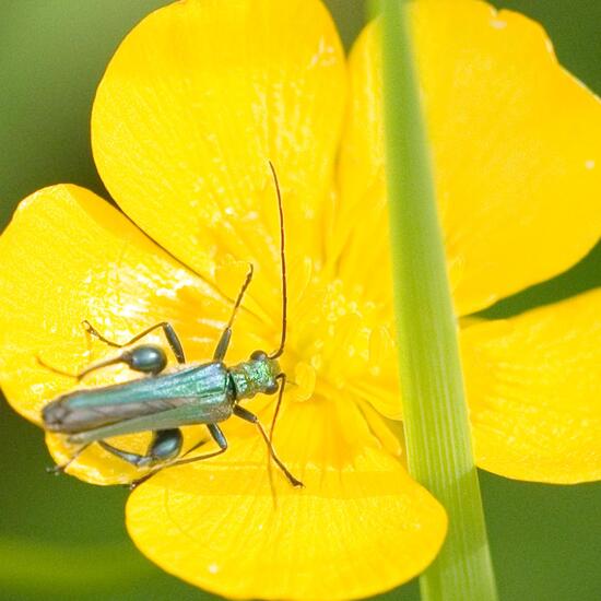 Oedemera nobilis: Animal in habitat Agricultural meadow in the NatureSpots App
