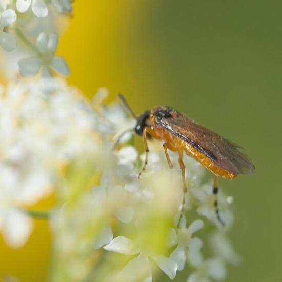 Rübsen-Blattwespe: Tier im Habitat Ackerrandstreifen in der NatureSpots App