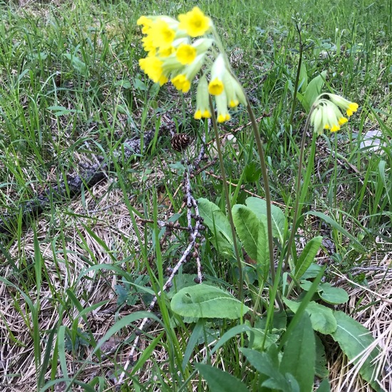 Echte Schlüsselblume: Pflanze im Habitat Borealer Nadelwald in der NatureSpots App