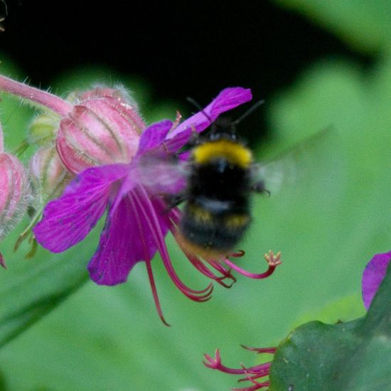 Wiesenhummel: Tier im Habitat Garten in der NatureSpots App