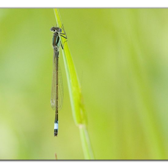 Blue-tailed damselfly: Animal in habitat Buffer strip in the NatureSpots App