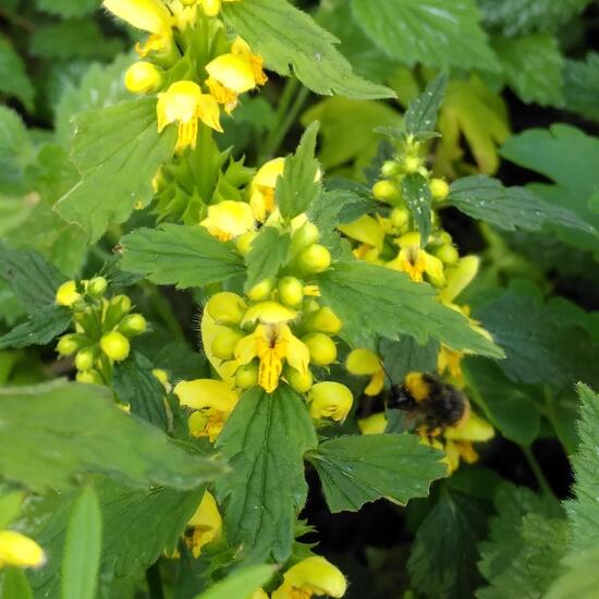 Lamium galeobdolon: Plant in habitat Garden in the NatureSpots App