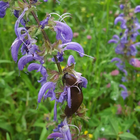 Schnecken: Tier im Habitat Naturnahe Wiese in der NatureSpots App