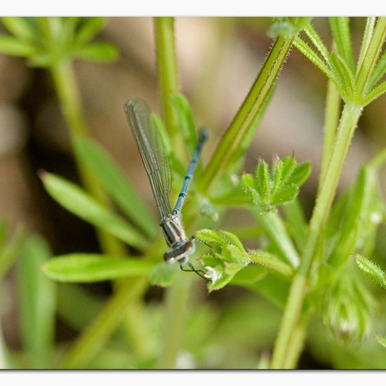 Azure damselfly: Animal in habitat Buffer strip in the NatureSpots App