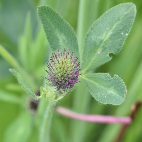 Trifolium pratense: Plant in habitat Buffer strip in the NatureSpots App