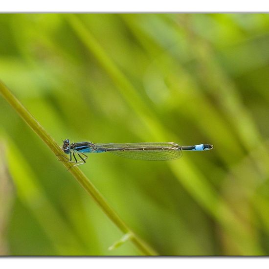 Blue-tailed damselfly: Animal in habitat Buffer strip in the NatureSpots App