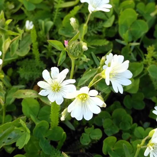 Acker-Hornkraut: Pflanze im Habitat Hecke/Blumenbeet in der NatureSpots App