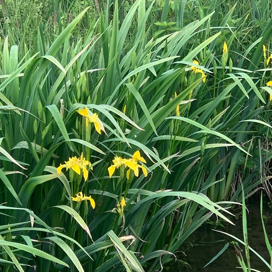 Iris laevigata: Plant in habitat Stream in the NatureSpots App