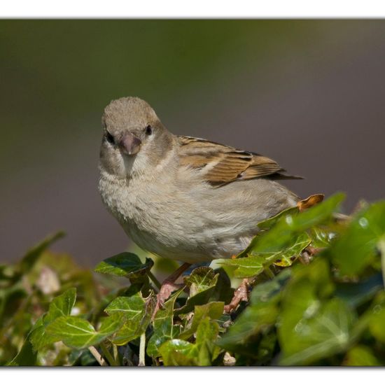 House Sparrow: Animal in habitat Garden in the NatureSpots App