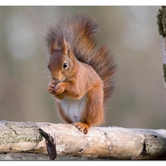 Eurasisches Eichhörnchen: Tier im Habitat Hinterhof in der NatureSpots App