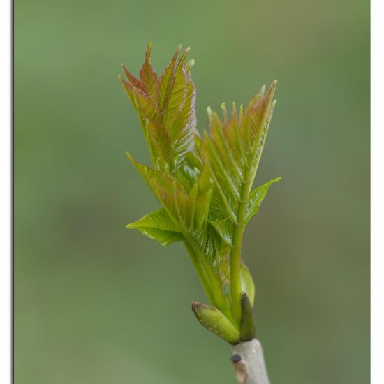 Bergahorn: Pflanze in der Natur in der NatureSpots App