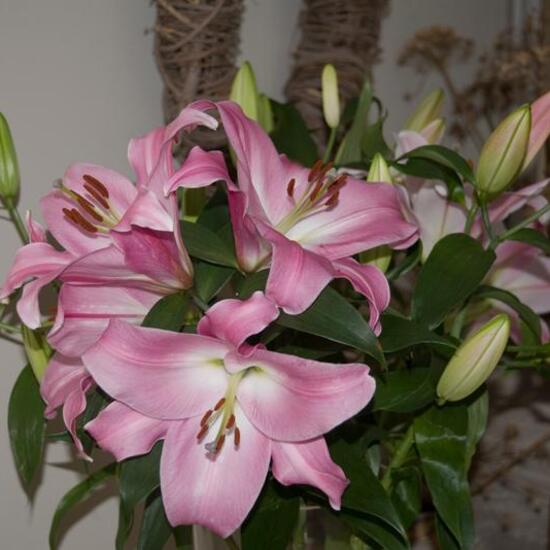Liliaceae: Plant in habitat Living space or Indoor in the NatureSpots App