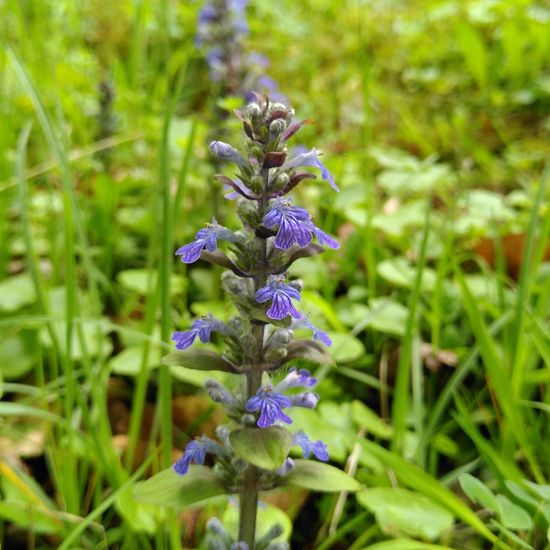 Ajuga reptans: Plant in habitat Semi-natural grassland in the NatureSpots App