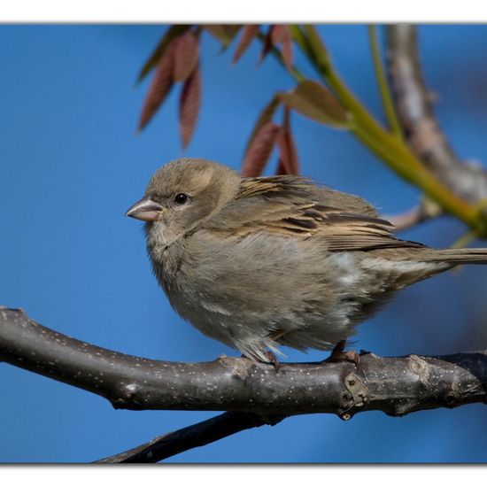 House Sparrow: Animal in habitat Garden in the NatureSpots App