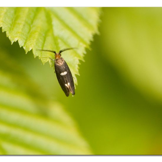 Incurvaria masculella: Tier im Habitat Garten in der NatureSpots App