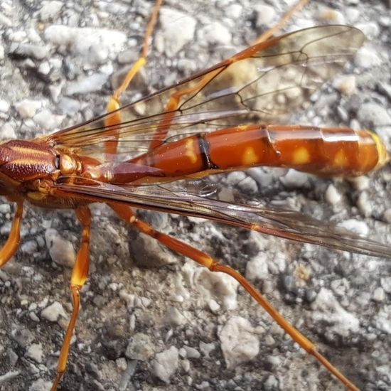 Megarhyssa vagatoria: Tier im Habitat Stadt und Garten in der NatureSpots App