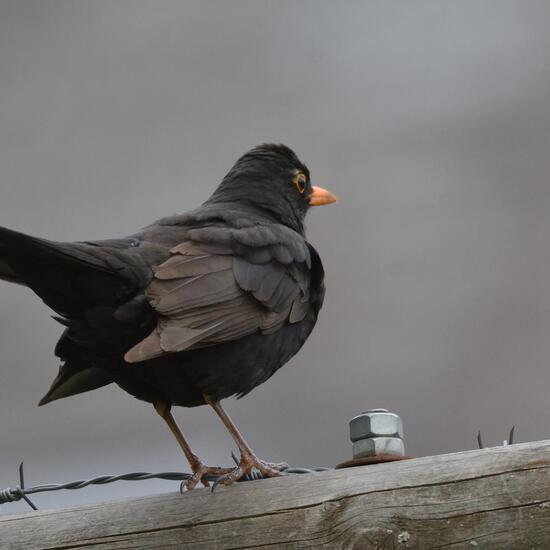 Common blackbird: Animal in habitat Garden in the NatureSpots App