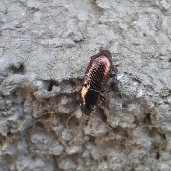 Agonum sexpunctatum: Animal in habitat City and Urban in the NatureSpots App