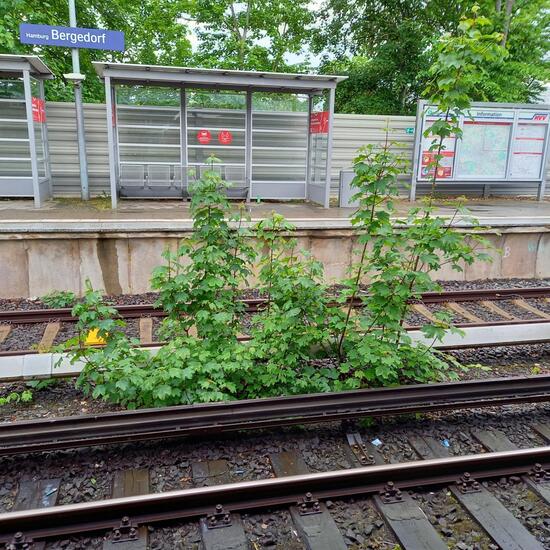 Unknown species: Plant in habitat Road or Transportation in the NatureSpots App