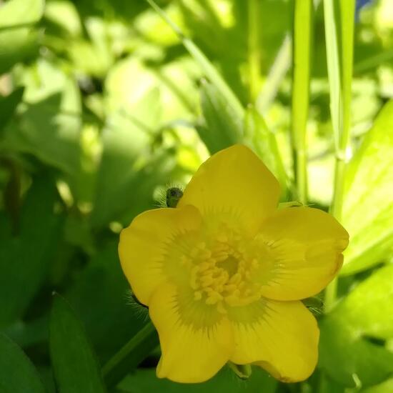 Hahnenfuß: Pflanze im Habitat Garten in der NatureSpots App