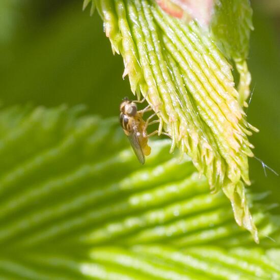 Halmfliegen: Tier im Habitat Garten in der NatureSpots App