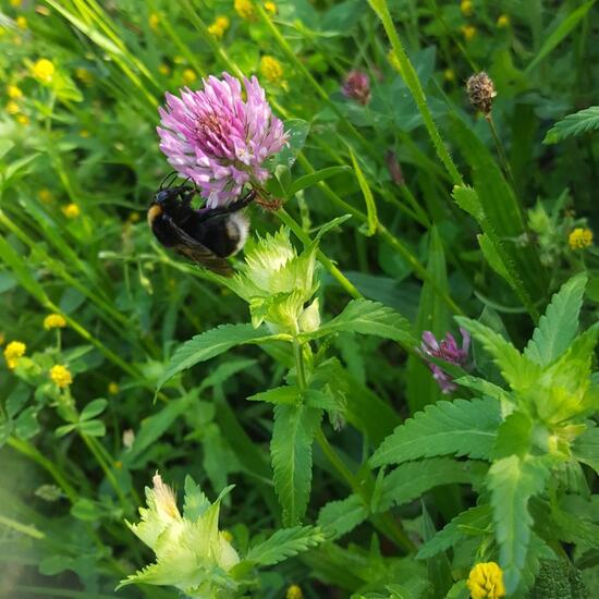 Bombus: Animal in habitat Natural Meadow in the NatureSpots App