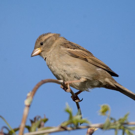 Haussperling: Tier in der Natur in der NatureSpots App